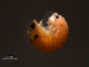  (Limnoria sp - WBEC086)  @11 [ ] CreativeCommons - Attribution Non-Commercial Share-Alike (2011) Luisa Borges Universidade do Minho