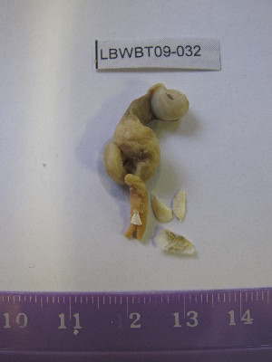  ( - WBET032)  @12 [ ] Unspecified (default): All Rights Reserved  Unspecified Unspecified