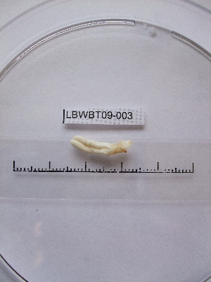  ( - WBET003)  @12 [ ] Unspecified (default): All Rights Reserved  Unspecified Unspecified