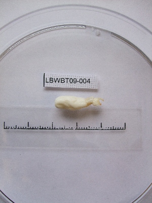  ( - WBET004)  @12 [ ] Unspecified (default): All Rights Reserved  Unspecified Unspecified