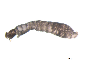  ( - BIOUG03312-E03)  @12 [ ] CreativeCommons - Attribution (2013) Trevor Bringloe Centre for Biodiversity Genomics