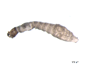  ( - BIOUG03312-E06)  @12 [ ] CreativeCommons - Attribution (2013) Trevor Bringloe Centre for Biodiversity Genomics