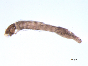  ( - BIOUG03312-E09)  @12 [ ] CreativeCommons - Attribution (2013) Trevor Bringloe Centre for Biodiversity Genomics