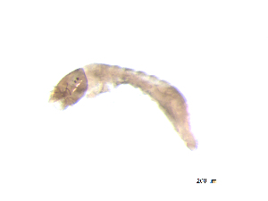  ( - BIOUG03312-H03)  @12 [ ] CreativeCommons - Attribution (2013) Trevor Bringloe Centre for Biodiversity Genomics