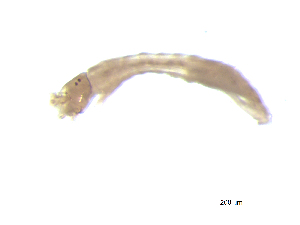  ( - BIOUG03314-A08)  @12 [ ] CreativeCommons - Attribution (2013) Trevor Bringloe Centre for Biodiversity Genomics