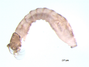  ( - BIOUG03314-C01)  @12 [ ] CreativeCommons - Attribution (2013) Trevor Bringloe Centre for Biodiversity Genomics