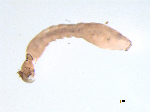  ( - BIOUG03314-D05)  @12 [ ] CreativeCommons - Attribution (2013) Trevor Bringloe Centre for Biodiversity Genomics