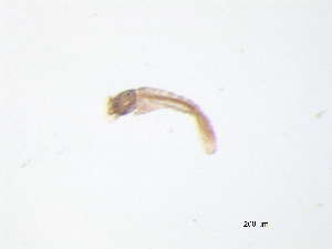  ( - BIOUG03314-F10)  @12 [ ] CreativeCommons - Attribution (2013) Trevor Bringloe Centre for Biodiversity Genomics