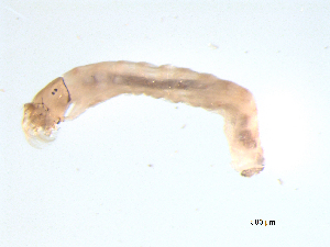  ( - BIOUG03314-G03)  @12 [ ] CreativeCommons - Attribution (2013) Trevor Bringloe Centre for Biodiversity Genomics