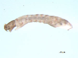  ( - BIOUG03314-G10)  @12 [ ] CreativeCommons - Attribution (2013) Trevor Bringloe Centre for Biodiversity Genomics