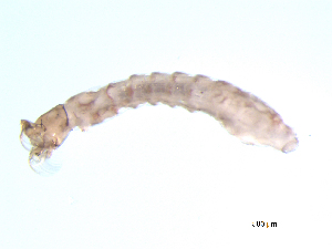  ( - BIOUG03314-G11)  @12 [ ] CreativeCommons - Attribution (2013) Trevor Bringloe Centre for Biodiversity Genomics