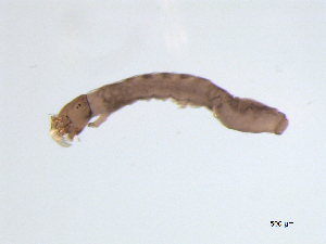  ( - BIOUG03317-A03)  @12 [ ] CreativeCommons - Attribution (2013) Trevor Bringloe Centre for Biodiversity Genomics