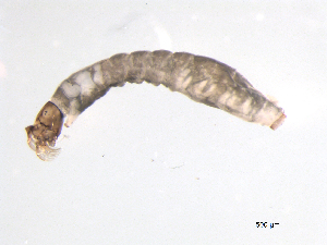  ( - BIOUG03317-C09)  @12 [ ] CreativeCommons - Attribution (2013) Trevor Bringloe Centre for Biodiversity Genomics