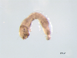  ( - BIOUG03317-H03)  @12 [ ] CreativeCommons - Attribution (2013) Trevor Bringloe Centre for Biodiversity Genomics