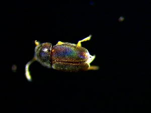  (Ptiliodes - WC3379)  @11 [ ] Copyright (2020) University of Waikato University of Waikato
