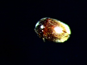  (Kuschelidium - WC2733)  @11 [ ] Copyright (2020) University of Waikato University of Waikato
