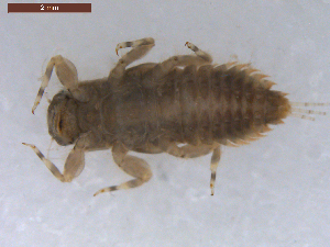  ( - BIOUG00638-F07)  @12 [ ] CreativeCommons - Attribution (2011) Centre for Biodiversity Genomics Centre for Biodiversity Genomics