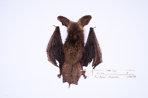  (Eptesicus montanus - MUSM22745)  @11 [ ] Copyright (2024) Unspecified Departamento de Mastozoologia - MUSM