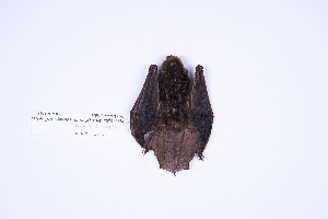  (Eptesicus andinus - MUSM40403)  @11 [ ] Copyright (2024) Unspecified Departamento de Mastozoologia - MUSM