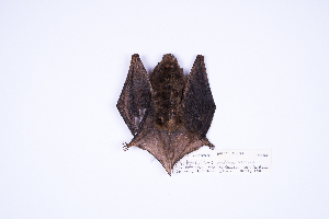  ( - MUSM41231)  @11 [ ] Copyright (2024) Unspecified Departamento de Mastozoologia - MUSM