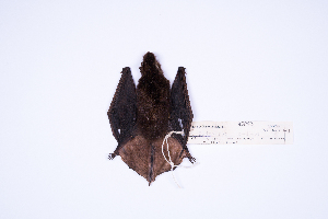  (Eptesicus andinus - MUSM45823)  @11 [ ] Copyright (2024) Unspecified Departamento de Mastozoologia - MUSM
