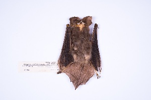  (Eptesicus velatus - MUSM45824)  @11 [ ] Copyright (2024) Unspecified Departamento de Mastozoologia - MUSM