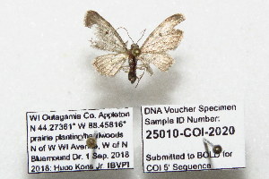  (Eupithecia sp. HLK - 25010-COI-2020)  @11 [ ] Copyright (2020) Hugo Kons Jr LepBio, LLC