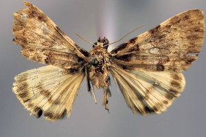  (Catocala nanlingensis - 28009-150705-CH)  @11 [ ] Copyright (2025) Robert Borth Unspecified