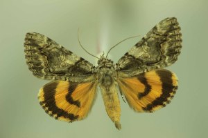  (Catocala verilliana - 28016-040708-CO)  @11 [ ] Copyright (2025) Robert Borth Unspecified