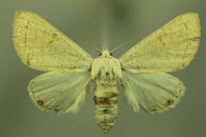  ( - 28021-261219-NA)  @11 [ ] Copyright (2025) Robert Borth Unspecified