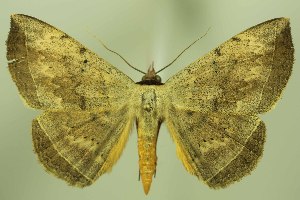  (Hypopyra unistrigata - 28054-110124-TH)  @11 [ ] Copyright (2025) Robert Borth Unspecified