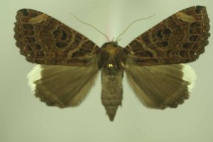  ( - 28058-160423-UG)  @11 [ ] Copyright (2025) Robert Borth Unspecified