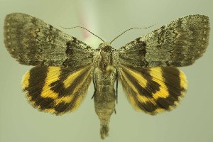  ( - 28061-020724-RU)  @11 [ ] Copyright (2025) Robert Borth Unspecified