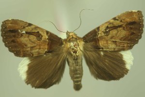  (Catocala Tolna RJB11 - 28068-111091-SL)  @11 [ ] Copyright (2025) Robert Borth Unspecified