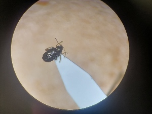  ( - B126_WB2559)  @11 [ ] CreativeCommons  Attribution Share-Alike (2023) M. Volf Biology Center CAS, Institute of Entomology