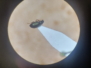  ( - B127_WB2559)  @11 [ ] CreativeCommons  Attribution Share-Alike (2023) M. Volf Biology Center CAS, Institute of Entomology