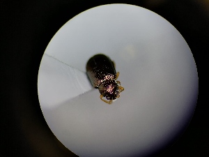  ( - B23_WB2853)  @11 [ ] CreativeCommons  Attribution Share-Alike (2022) M. Volf Biology Center CAS, Institute of Entomology