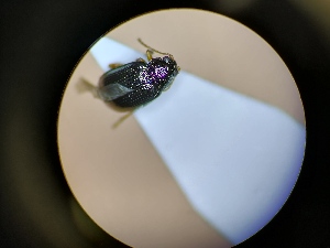  ( - B24_WB2853)  @11 [ ] CreativeCommons  Attribution Share-Alike (2022) M. Volf Biology Center CAS, Institute of Entomology