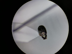  ( - B25_WB2853)  @11 [ ] CreativeCommons  Attribution Share-Alike (2022) M. Volf Biology Center CAS, Institute of Entomology