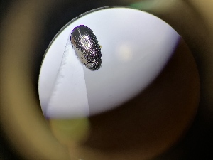  ( - B49_WB2176)  @11 [ ] CreativeCommons  Attribution Share-Alike (2022) M. Volf Biology Center CAS, Institute of Entomology