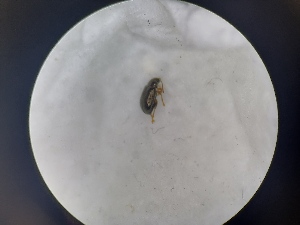  ( - B71_WB2771)  @11 [ ] CreativeCommons  Attribution Share-Alike (2023) M. Volf Biology Center CAS, Institute of Entomology