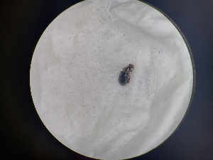  ( - B84_WB2560)  @11 [ ] CreativeCommons  Attribution Share-Alike (2023) M. Volf Biology Center CAS, Institute of Entomology