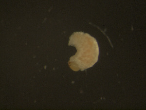  ( - GAL046_INT_MSG_021_1)  @11 [ ] CreativeCommons  Attribution Share-Alike (2022) M. Volf Biology Center CAS, Institute of Entomology