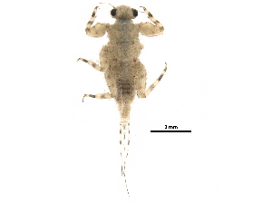  ( - ALE67)  @11 [ ] CreativeCommons - Attribution (2017) CBG Photography Group Centre for Biodiversity Genomics