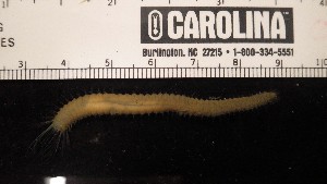  ( - F02_1487016)  @11 [ ] CreativeCommons  Attribution Non-Commercial (2018) Unspecified The Smithsonian Institution National Museum of Natural History, Department of Invertebrate Zoology