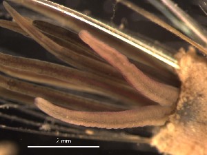  ( - F02_1487016)  @11 [ ] CreativeCommons  Attribution Non-Commercial (2018) Unspecified The Smithsonian Institution National Museum of Natural History, Department of Invertebrate Zoology