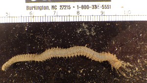  ( - B03_1487017)  @11 [ ] CreativeCommons  Attribution Non-Commercial (2018) Unspecified The Smithsonian Institution National Museum of Natural History, Department of Invertebrate Zoology