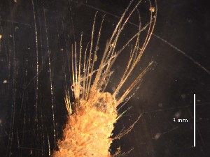  ( - B03_1487017)  @11 [ ] CreativeCommons  Attribution Non-Commercial (2018) Unspecified The Smithsonian Institution National Museum of Natural History, Department of Invertebrate Zoology