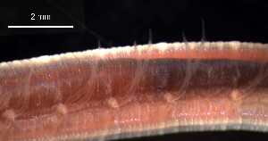  ( - C03_1487018)  @11 [ ] CreativeCommons  Attribution Non-Commercial (2018) Unspecified The Smithsonian Institution National Museum of Natural History, Department of Invertebrate Zoology