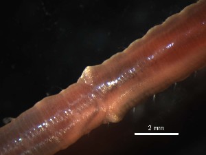  ( - D03_1487019)  @11 [ ] CreativeCommons  Attribution Non-Commercial (2018) Unspecified The Smithsonian Institution National Museum of Natural History, Department of Invertebrate Zoology